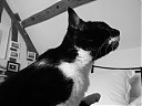 Avatar de BadCat