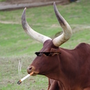 Avatar de Zebula