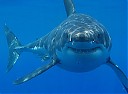 Avatar de Shark Executor