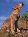 Avatar de Wolfi
