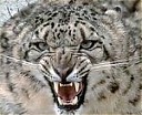 Avatar de Lechacal45
