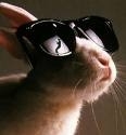 Avatar de Pimprabbit