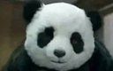 Avatar de Ptitbu