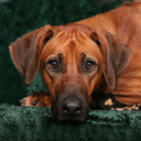 Avatar de Redhound