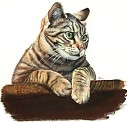 Avatar de Dawokan