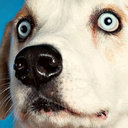 Avatar de Sartax