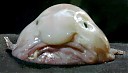 Avatar de BlobFish