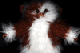 Avatar de guizmomogway