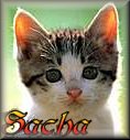 Avatar de Sacha Zeal