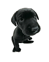 Avatar de Ecko Noir