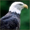 Avatar de Rapaces