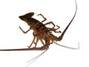 Avatar de Langoustine