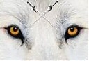 Avatar de Anthoine