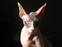 Avatar de Ludwig