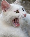 Avatar de pitimousse