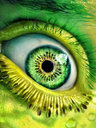 Avatar de Le Kiwi Maudit