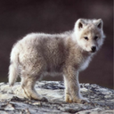 Avatar de Never Ending