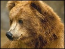 Avatar de Undercover Bear