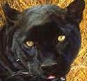 Avatar de genwywar