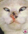 Avatar de Wainadra Altyo