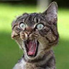 Avatar de mad78