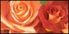 Avatar de Roses