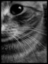 Avatar de Nekoèm