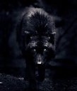Avatar de Lucky Wolf 27
