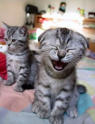 Avatar de Catwoman