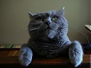 Avatar de Cercle