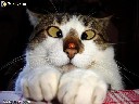 Avatar de domyakusenko