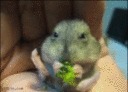 Avatar de Om'Nom'Nom
