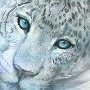 Avatar de Felinis