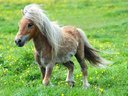 Avatar de PoneyDeCombat