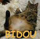 Avatar de Bidou le chat