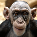 Avatar de Homesick Monkey