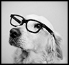 Avatar de VogelSang