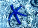 Avatar de Bister [Blue]