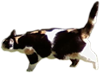 Avatar de Galopin