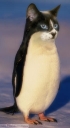 Avatar de Le Chagouin