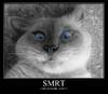 Avatar de Smug B