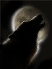 Avatar de [IX]Lonewolf