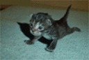 Avatar de ptiboutchou