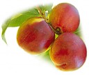 Avatar de Nectarine