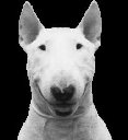 Avatar de Miaousse666
