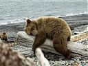 Avatar de Lone Bear