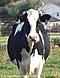 Marguerite la vache