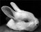LordWhiteRabbit