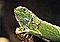 Iguane11