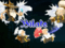 bilate